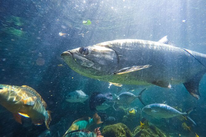 Key West Aquarium Admission - Atlantic Shores: A 50,000-Gallon Mangrove World