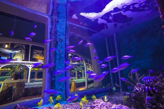 Key West Aquarium Admission - Sea Turtle Conservation Tour and Stingray Feedings