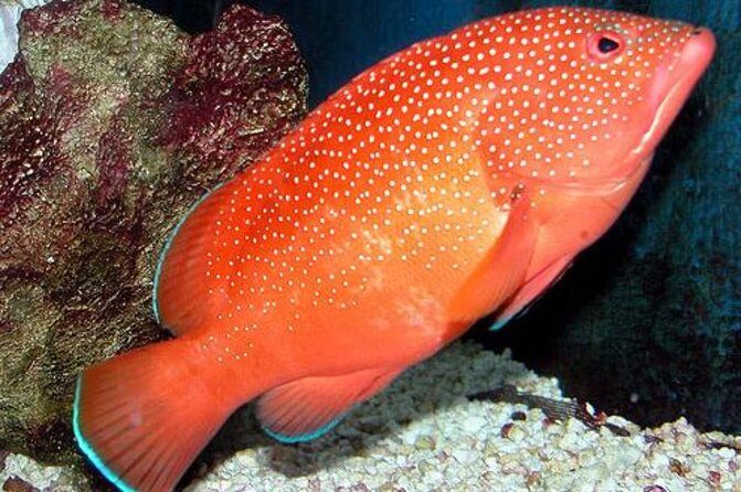 Key West Aquarium Admission - Touch Tank + Aquarium History: The Up-Close Part