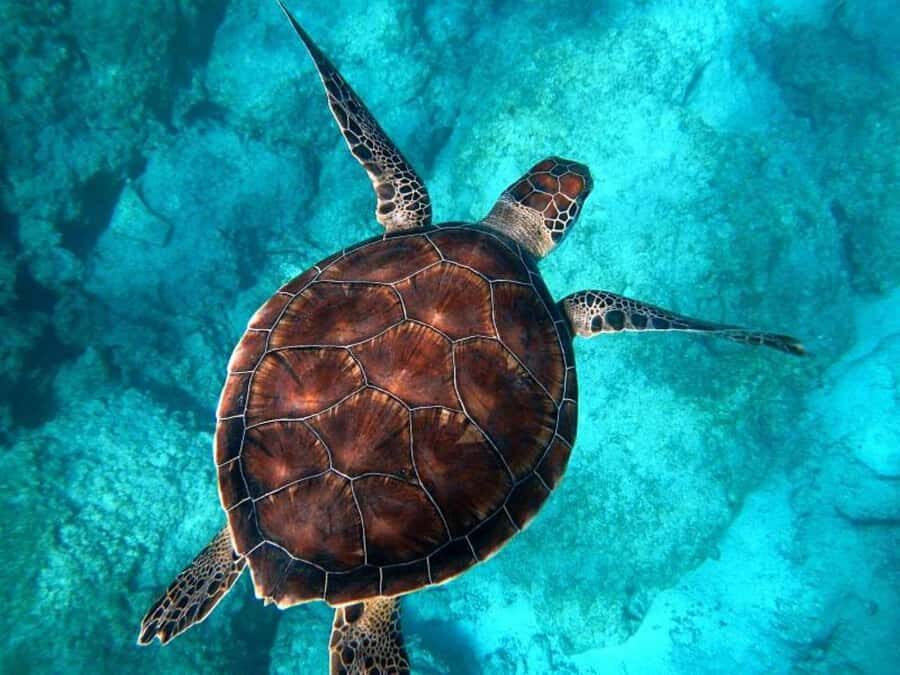Key West: Catamaran Snorkel with Seafood Boil and Open Bar - Premium open bar: where the relaxation part really shows up
