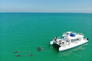 Key West Dolphin and Snorkel Experience - The Dolphin Playground stop: resident dolphins up close