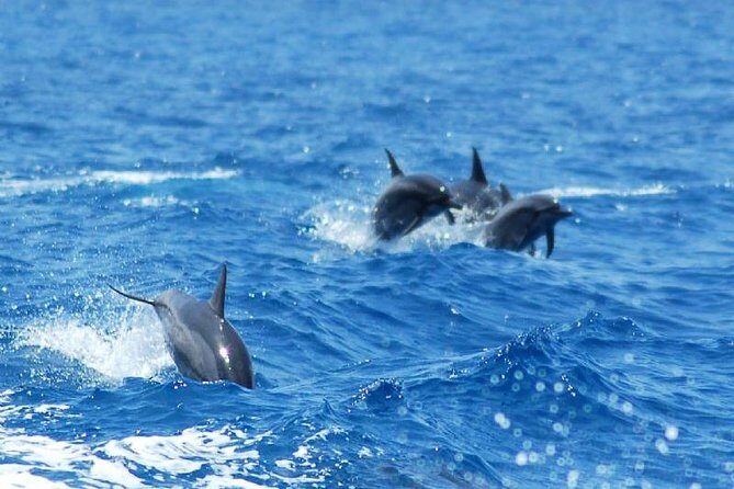 Key West Dolphin and Snorkel Experience - Snorkeling around Key West: easy setup, but pack for the cold