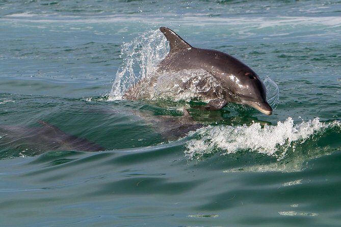 Key West Dolphin and Snorkel Experience - Drinks and downtime: what’s included and how that plays out