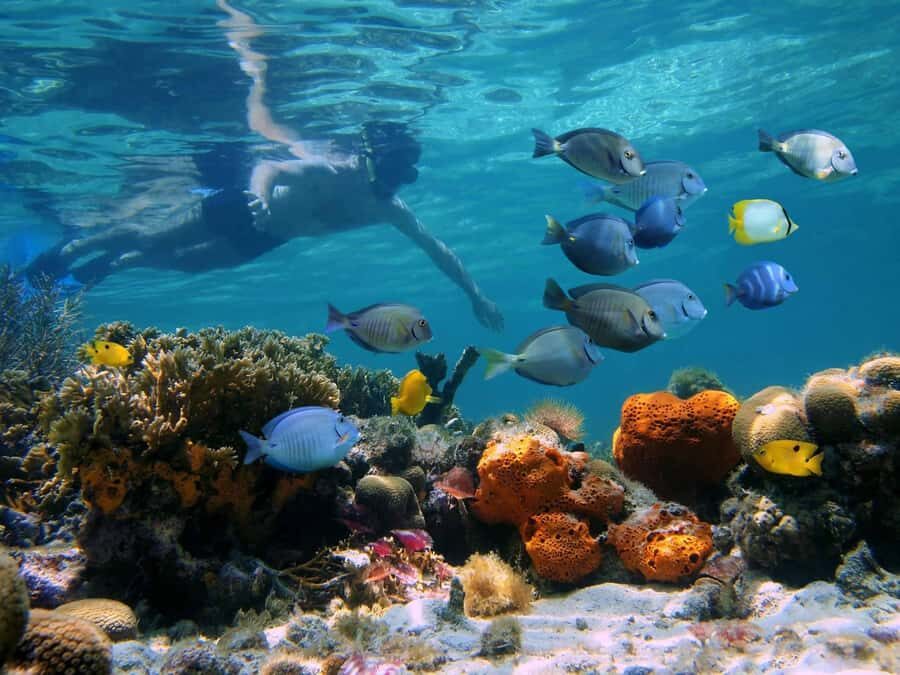 Key West: Dolphin & Reef Snorkel Trip with Sunset Option - Unlimited Drinks on the Return Cruise: Worth More Than You Think