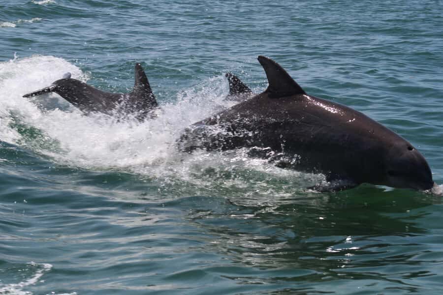 Key West: Dolphin & Reef Snorkel Trip with Sunset Option - Price and Value: Is $76 a Fair Deal?