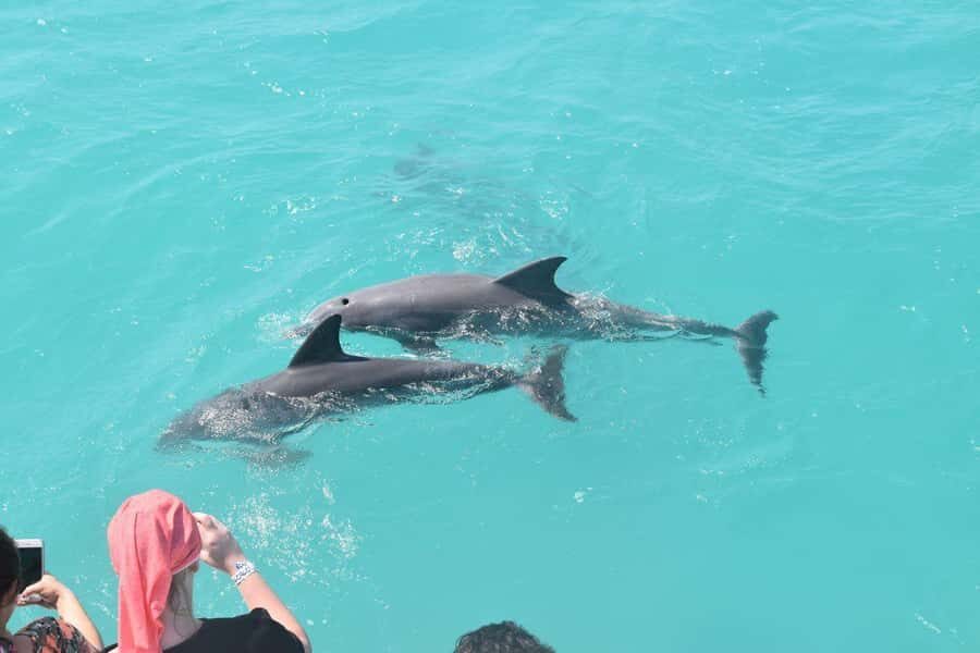 Key West: Dolphin & Reef Snorkel Trip with Sunset Option - Who Should Book This Tour (and Who Might Rethink It)