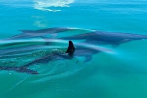 Key West Dolphin & Snorkeling Tour - Small Group - Where the tour starts at Stock Island Marina Village