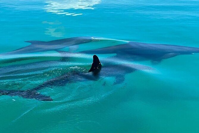 Key West Dolphin & Snorkeling Tour - Small Group - Where the tour starts at Stock Island Marina Village