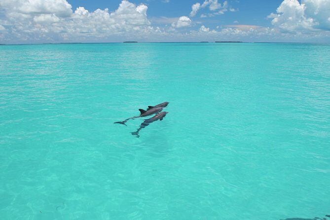 Key West Dolphin Watch and Snorkel Tour - Eco Adventure - Meeting Point and Timing: How to Avoid the Sunburn Trap
