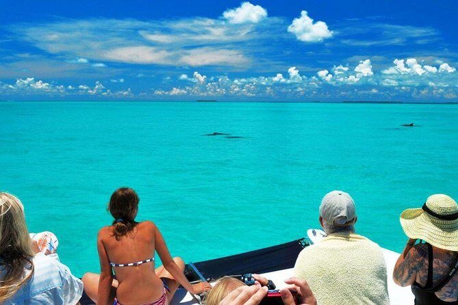Key West Dolphin Watch and Snorkel Tour - Eco Adventure - Price and Value: How $79.95 Really Adds Up (When It Hits)
