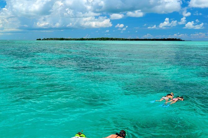 Key West Dolphin Watch and Snorkel Tour - Eco Adventure - Dolphin Watching Off Key West: What “Natural Habitat” Really Means