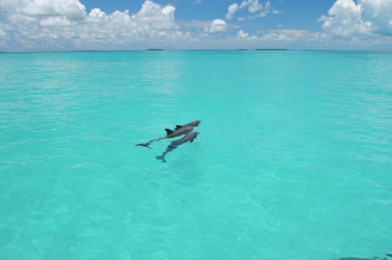 Key West: Dolphin Watching and Snorkeling Eco Cruise Tour - Meeting at Fury and making sense of parking and check-in