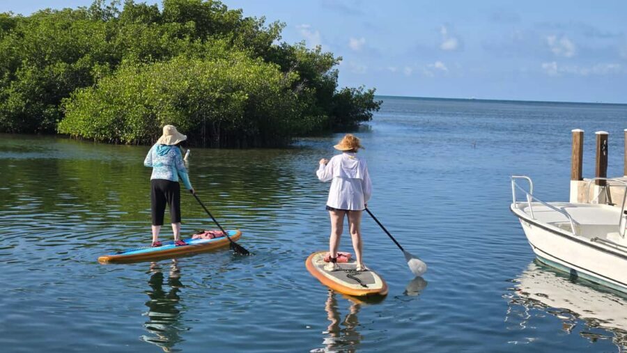 Key West: Kayak or Paddleboard Rental - Wildlife Chances: What to Look For Without Getting Too Close