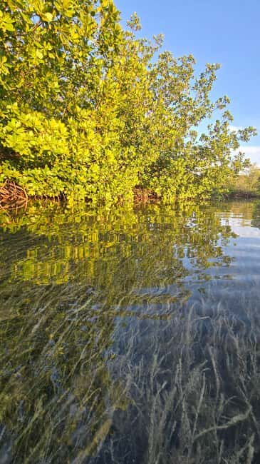 Key West: Kayak or Paddleboard Rental - Kayak vs Stand-Up Paddleboard: Pick What Fits Your Comfort