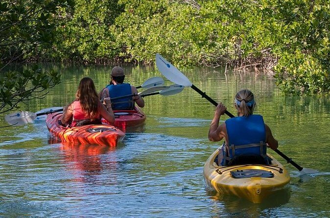 Key West Kayak Rental - What makes the mangroves special (and what to watch for)