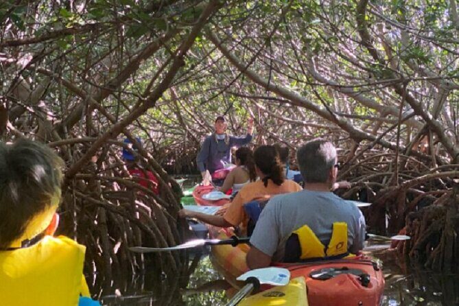 Key West Mangrove Kayak Eco Tour - Mangrove Wildlife: What You Might Spot in Shallow Creeks