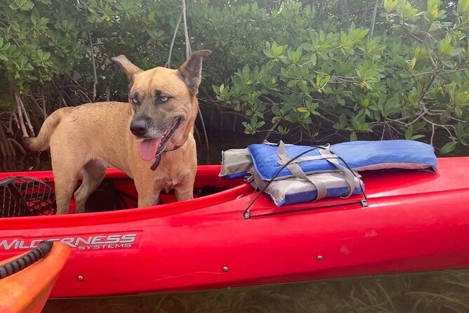Key West Mangrove Kayak Eco Tour - Dog-Friendly Kayaking on a Quiet Side of Key West