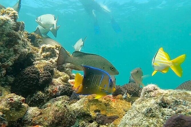 Key West Private Charter: Sandbar and Snorkeling - The sandbar stop: floating, playing, and taking a breather
