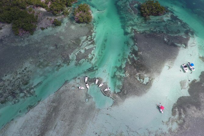 Key West Safari Eco Sandbar Tour Adventure with Snorkeling - Wildlife and Wildlife Watching: What You Can Actually Look For