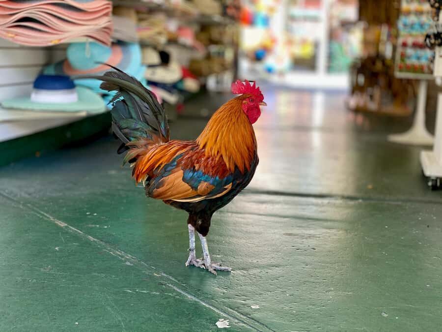 Key West: Secret Walking Food Tour - Duval Street to Cuban cuisine: where the story turns savory