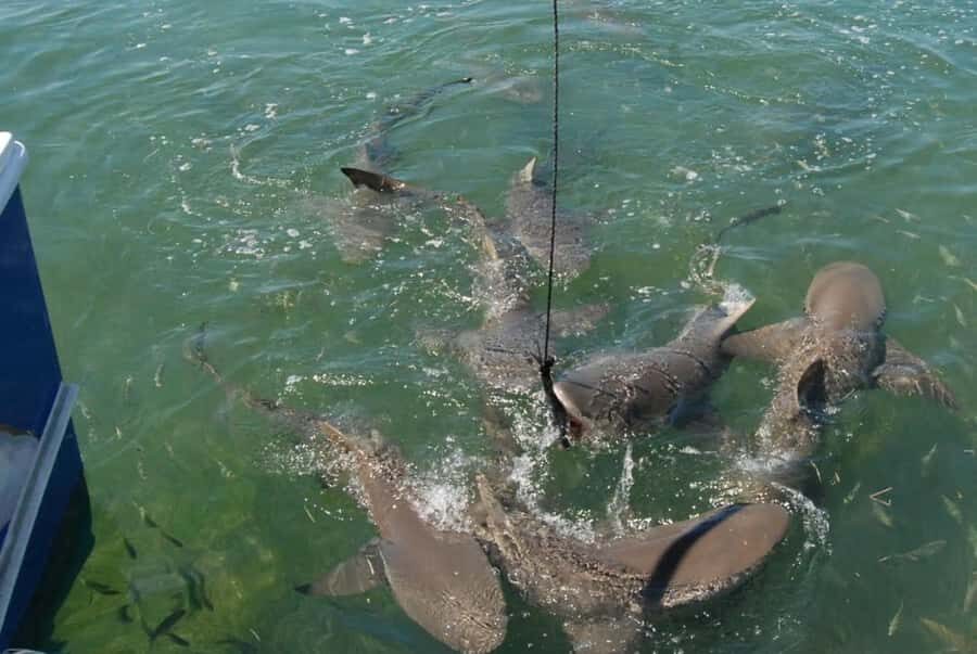 Key West: Shark and Wildlife Viewing Catamaran Tour - Key West shark tour highlights you’ll feel on the ride