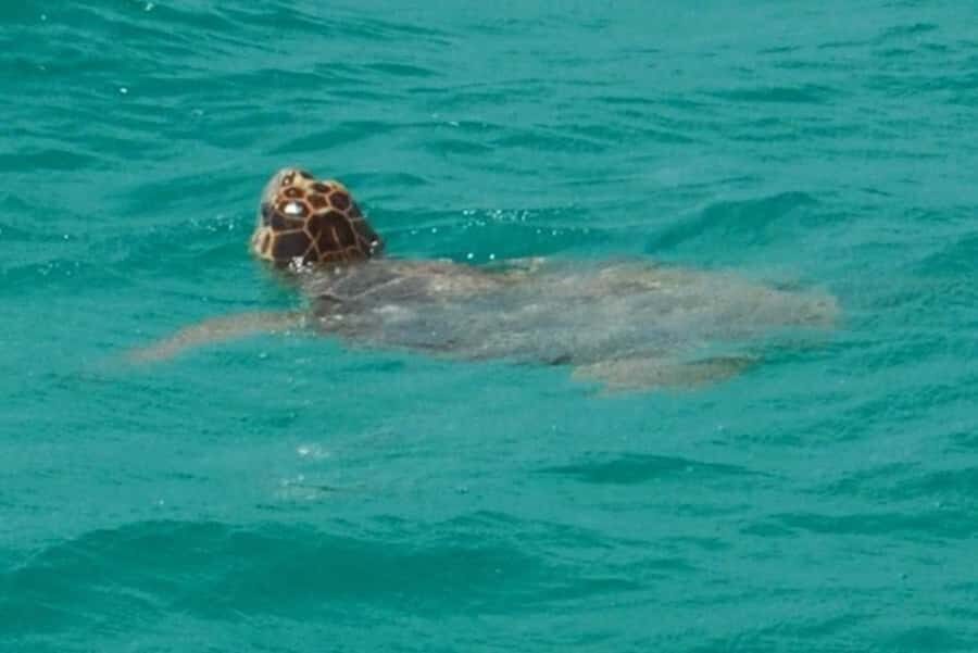 Key West: Shark and Wildlife Viewing Catamaran Tour - Price and value: is $99 worth it in Key West?