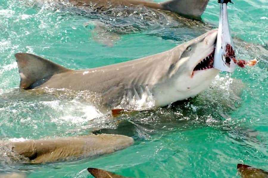 Key West: Shark and Wildlife Viewing Catamaran Tour - The practical details that affect your day