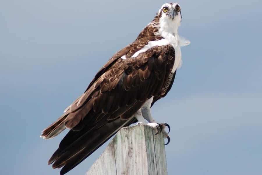 Key West: Shark and Wildlife Viewing Catamaran Tour - Should you book Key West Extreme Adventures?