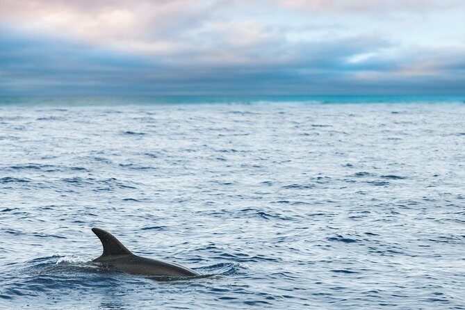 Key West Sunset Sail: Dolphin Watching, Wine, and Tapas - A 2½-Hour Sunset Plan That Fits Real Vacations