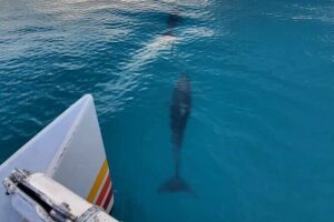 Key West Sunset Sail: Dolphin Watching, Wine, and Tapas - Meeting at 205 Elizabeth St and What That Means for Your Timing