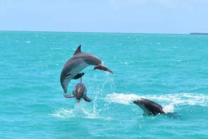 Key West's Favorite Afternoon Dolphin Sail - Why This Afternoon Dolphin Sail Works So Well in Key West