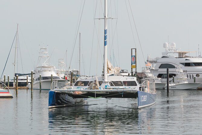 Key West's Favorite Afternoon Dolphin Sail - Dolphins in the Wild: What You Can Expect (and What You Can’t)