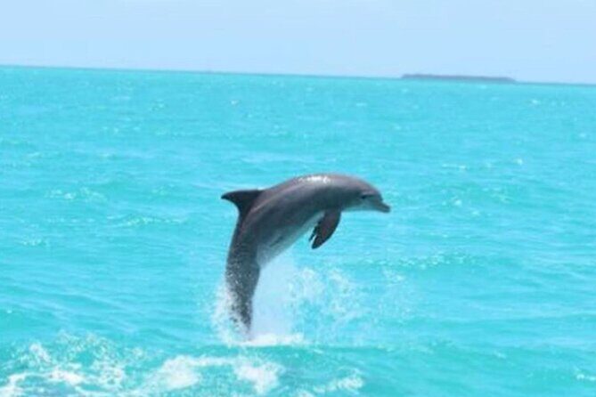 Key West's Favorite Afternoon Dolphin Sail - Price and Value at $59: Does It Really Add Up?