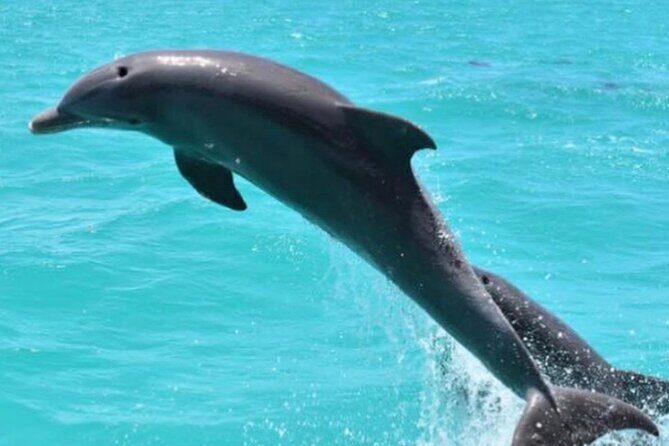 Key West's Favorite Afternoon Dolphin Sail - The 2.5-Hour Cruise Plan: Historic Seaport to Sunset Key