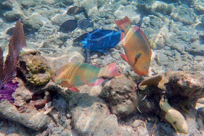 Private Looe Key Snorkel from Big Pine Key - Price and logistics: what $575 buys you (and when it’s a smart deal)