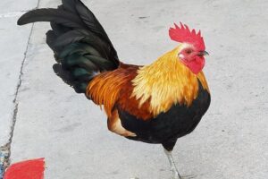 PRIVATE Welcome to Key West Walking Tour - Old Town starts strong: butterfly house, Southernmost Point, and quick wins