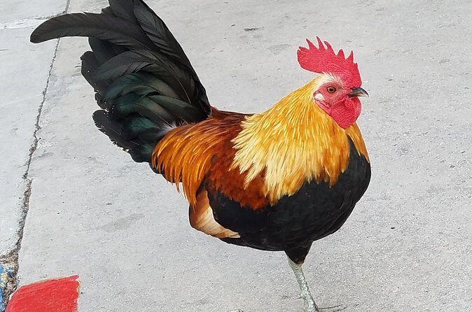 PRIVATE Welcome to Key West Walking Tour - Duval Street without losing your mind