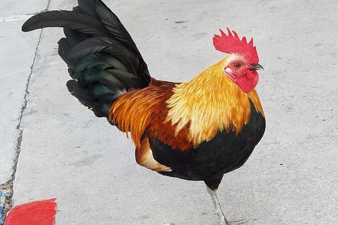 PRIVATE Welcome to Key West Walking Tour - Old Town starts strong: butterfly house, Southernmost Point, and quick wins