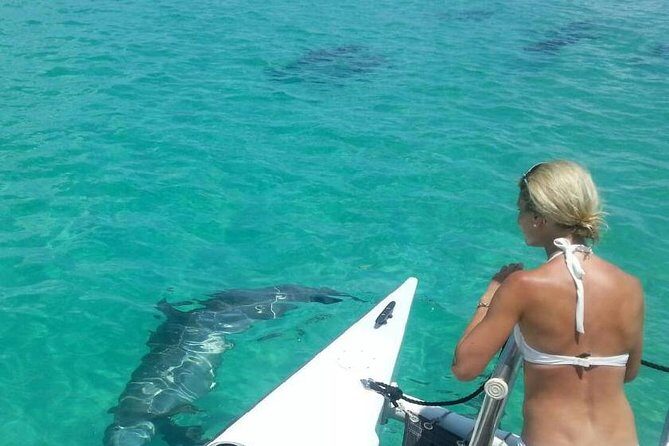 Shallow Water Snorkeling and Dolphin Watching in Key West - Key highlights at a glance