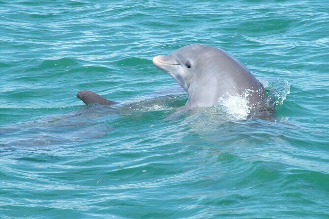 Shallow Water Snorkeling and Dolphin Watching in Key West - What you’ll eat and drink while you sail and snorkel