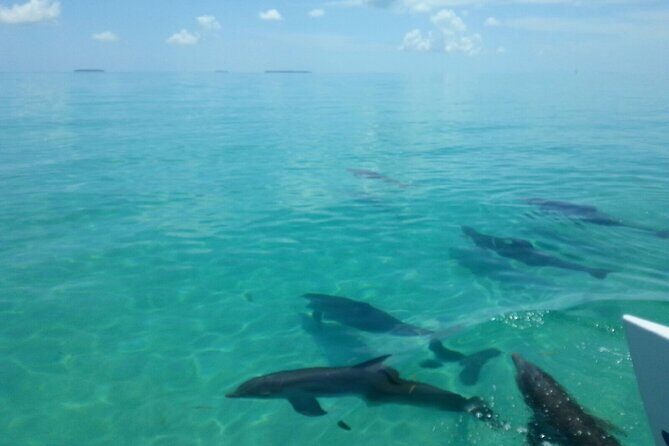 Shallow Water Snorkeling and Dolphin Watching in Key West - Weather reality in Key West: how it affects dolphins and snorkeling