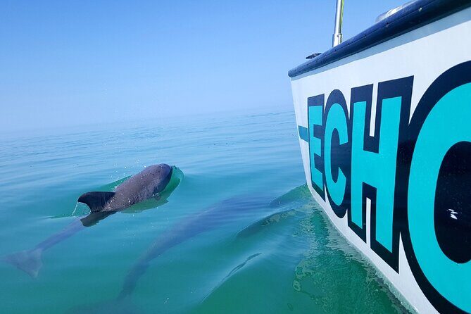 Shallow Water Snorkeling and Dolphin Watching in Key West - Dolphins off Key West: what you’re watching and how the crew finds them