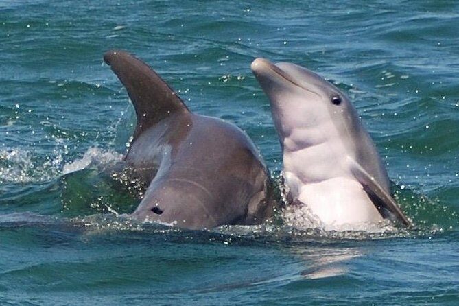 Shark and Wildlife Viewing Adventure in Key West - Key Highlights That Matter