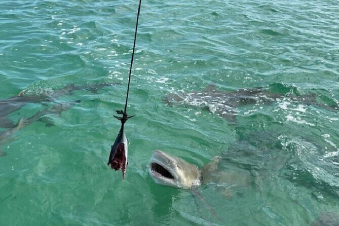 Shark and Wildlife Viewing Adventure in Key West - Meet the Crew: Learning That Actually Sticks