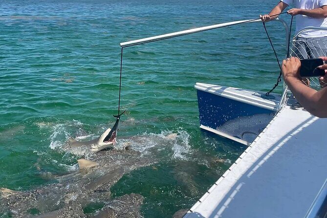Shark and Wildlife Viewing Adventure in Key West - Drinks, Snacks, Shade, and the Two-Hour Reality Check