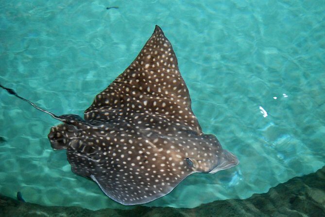 Shark and Wildlife Viewing Adventure in Key West - Price and Value: What $99 Buys You in Key West