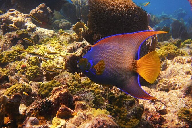 Small Group Key West Snorkel Adventure - Value Check: Why $75 Feels Reasonable for This Reef Time
