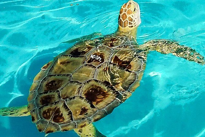 Turtle Hospital and Lower Florida Keys Day Trip from Key West - Lower Keys in One Day: The Smart Way to See More Than One Ticketed Stop